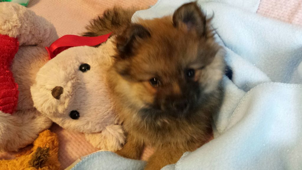 Puppies Currently for Sale BriKar's Pomeranian Puppies
